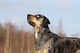 CATAHOULA 008